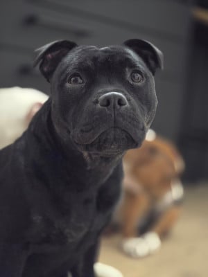 Étalon Staffordshire Bull Terrier - V zira (Sans Affixe)