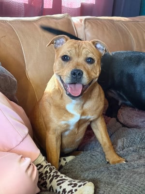 Étalon Staffordshire Bull Terrier - Abby (Sans Affixe)