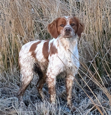 Étalon Epagneul Breton - Vango Des Sources De La Margeride