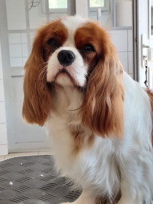 Étalon Cavalier King Charles Spaniel - ULTRA CHIC des Jardins de Bagatelle