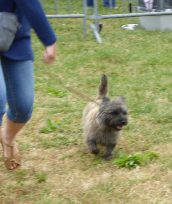 Étalon Cairn Terrier - Little rosie By Bidule
