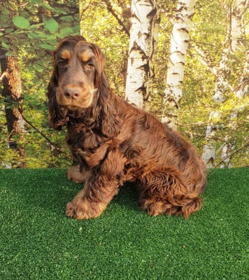 Étalon Cocker Spaniel Anglais - ashley du domaine de Std Gladyce