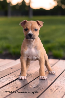Étalon American Staffordshire Terrier - Astra De L'Empreinte De Dog'star