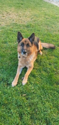 Étalon Berger Allemand - Wolf de la roche clothilde