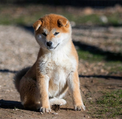 Étalon Shiba - Akai Kikuhomare du Bois de Compiègne