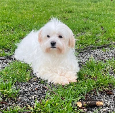 Étalon Bichon maltais - Trankyl Des Vents D'Océan