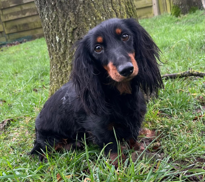 Étalon Teckel poil long - upy Des Vents D'Océan