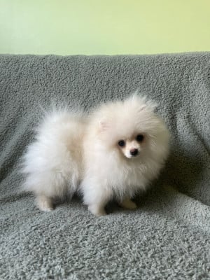 V'Angelina jolie De La Fortune De Magie