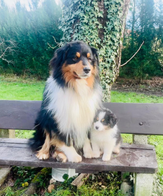 Étalon Berger Australien - Tom Sawyer Du Domaine Suciu