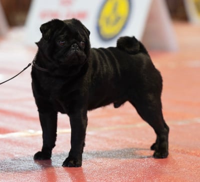 Étalon Carlin - CH. Vade Retro Satanas Black Du chevalier de saint maxime