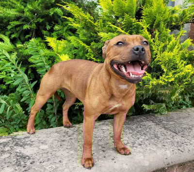 Étalon Staffordshire Bull Terrier - Mc performance Vahé Vient