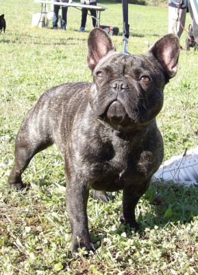 Étalon Bouledogue français - VALIBISS de la Maison d’Oscar et Cie