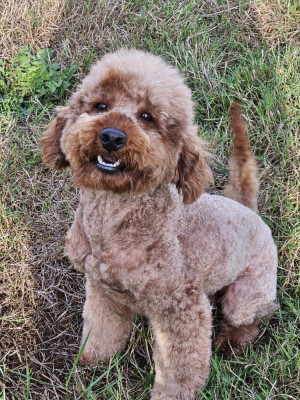 Étalon Caniche - Summer of love (dit sheeran) Of Aveburry Queen