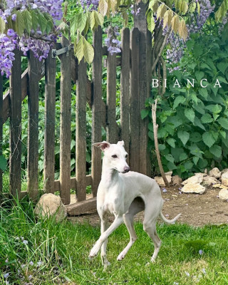 Étalon Petit Levrier Italien - Vianca Kabuki De La Squadra D'Elite