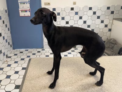 Étalon Petit Levrier Italien - Anok YSL De La Squadra D'Elite