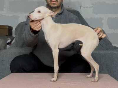 Étalon Petit Levrier Italien - Arabesque De La Squadra D'Elite