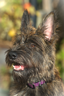 Étalon Berger de Picardie - Ariya du Château Phyretis