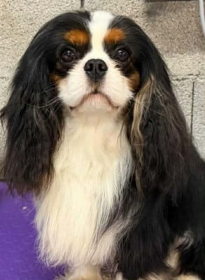 Étalon Cavalier King Charles Spaniel - Valente De la geode