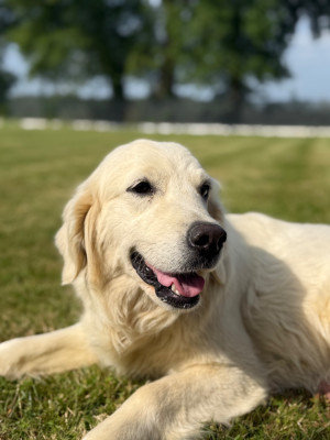 T'love des Joyaux Des Ki Millacs