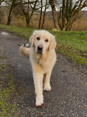 Étalon Golden Retriever - victoria Du Clos De Compostelle