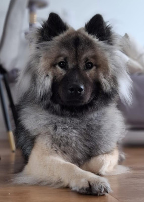 Étalon Eurasier - Umalie De La Source Des Rochettes