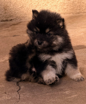 Étalon Chien finnois de Laponie - ARISTOCHATS ALABAMA du Domaine du Chai de Majolan