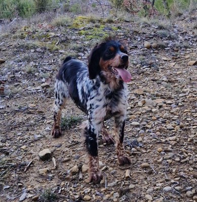 Étalon Epagneul Breton - Voyce Du Canpta Ron
