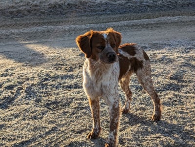 Étalon Epagneul Breton - Varech Des Sources De La Margeride