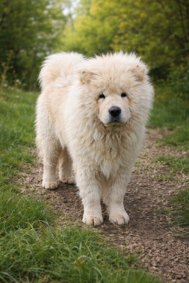 Étalon Chow Chow - U'Shang Du Domaine De Lu Ti