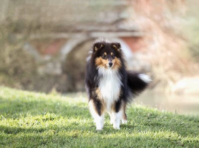 Étalon Shetland Sheepdog - Appolon du trefle gatinais