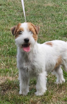 Étalon Jack Russell Terrier - Touchstar You only live twice