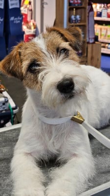 Étalon Jack Russell Terrier - Viva la Vida Les landes ecossaises