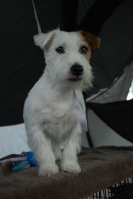 Étalon Jack Russell Terrier - mon chéri jack Saharochek yoga