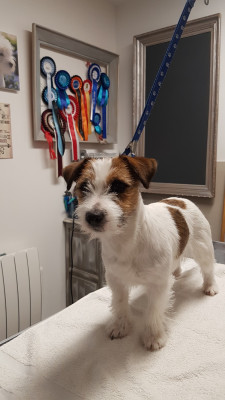 Étalon Jack Russell Terrier - Valeria di energy jack