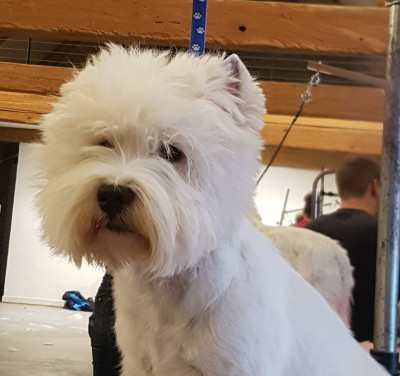 Étalon West Highland White Terrier - CH. Sweet bonbon Les landes ecossaises
