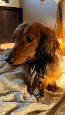 Étalon Teckel poil long - (Sans Affixe) ANEMONE