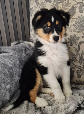 Étalon Berger Australien - Arran Du Grand Chêne De La Vallée Noire