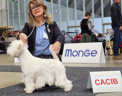 Étalon West Highland White Terrier - CH. Simply The Best Blataj
