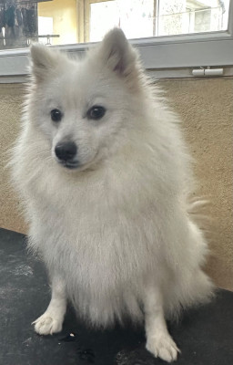 Étalon Spitz japonais - VULTHURYOL ESMEE Of Fantasia Lover Land