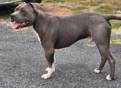 Étalon American Staffordshire Terrier - Venom Titre Initial