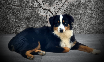 Étalon Berger Américain Miniature - Trooper Wicqam