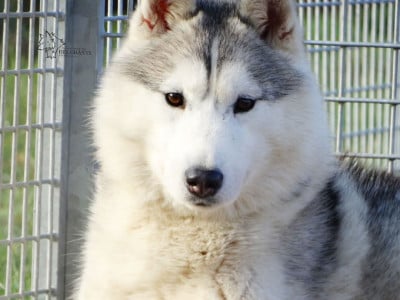 Étalon Siberian Husky - Uzzy Des Chants Nordiques