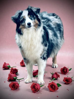 Étalon Berger Américain Miniature - Vicky des hirondelles du voyage