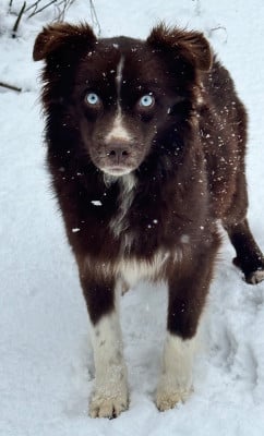 Étalon Berger Américain Miniature - Na Caorrun ARIZONA