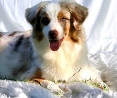 Étalon Berger Américain Miniature - Tya (Sans Affixe)