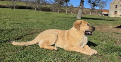 Étalon Berger d'Asie Centrale - Aaliyah (Sans Affixe)