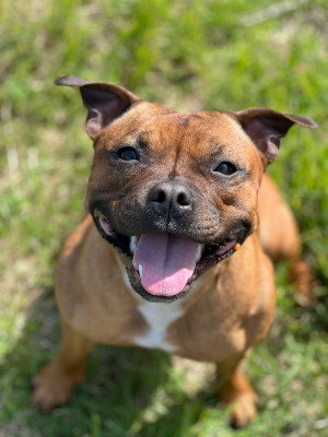 Étalon Staffordshire Bull Terrier - Utah Des Terres D'Olympe