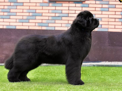 Étalon Terre-neuve - Umka Divnaya Skazka iz zamka melvin