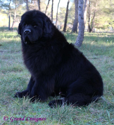 Étalon Terre-neuve - nandobears Addicted to Love