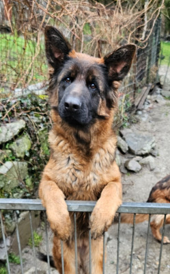 Étalon Berger Allemand Poil Long - U'lulu du chalet des crocs blancs